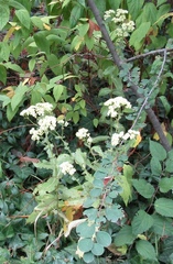 Hylotelephium maximum maximum