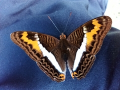 Adelpha corcyra collina
