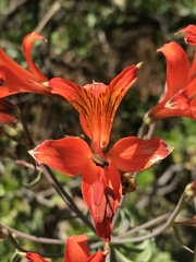 Alstroemeria ligtu simsii