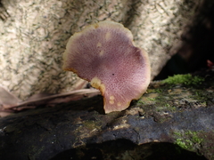 Gymnopilus purpuratus