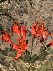 Alstroemeria ligtu simsii
