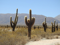 Trichocereus atacamensis