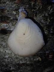 Pleurotus dryinus