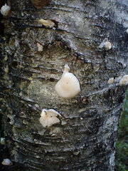 Pleurotus dryinus