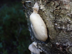 Pleurotus dryinus