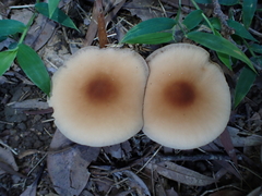 Cyclocybe parasitica
