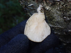 Pleurotus dryinus