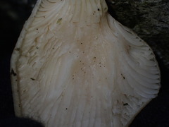 Pleurotus dryinus