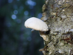 Pleurotus dryinus