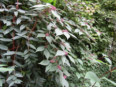 Callicarpa bodinieri