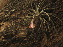 Tillandsia didisticha