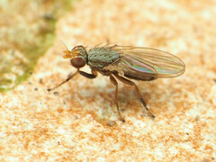 Trixoscelis pedestris