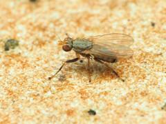 Trixoscelis pedestris