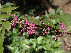 Callicarpa formosana