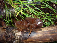 Phaeotremella frondosa