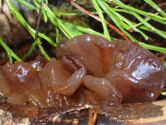 Phaeotremella frondosa