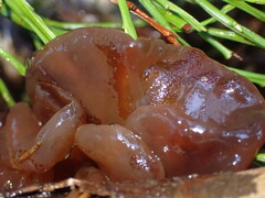 Phaeotremella frondosa