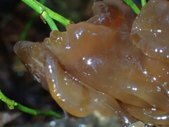 Phaeotremella frondosa