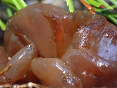 Phaeotremella frondosa