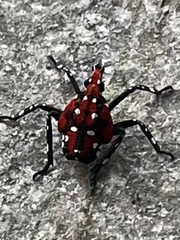 Lycorma