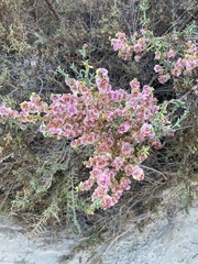 Salsoloideae