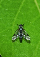 Athericidae