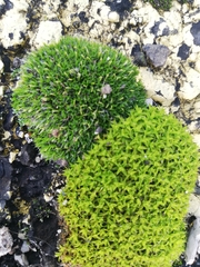 Bryophyta