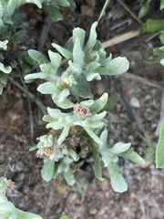 Helichrysum candolleanum