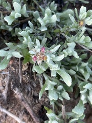 Helichrysum candolleanum