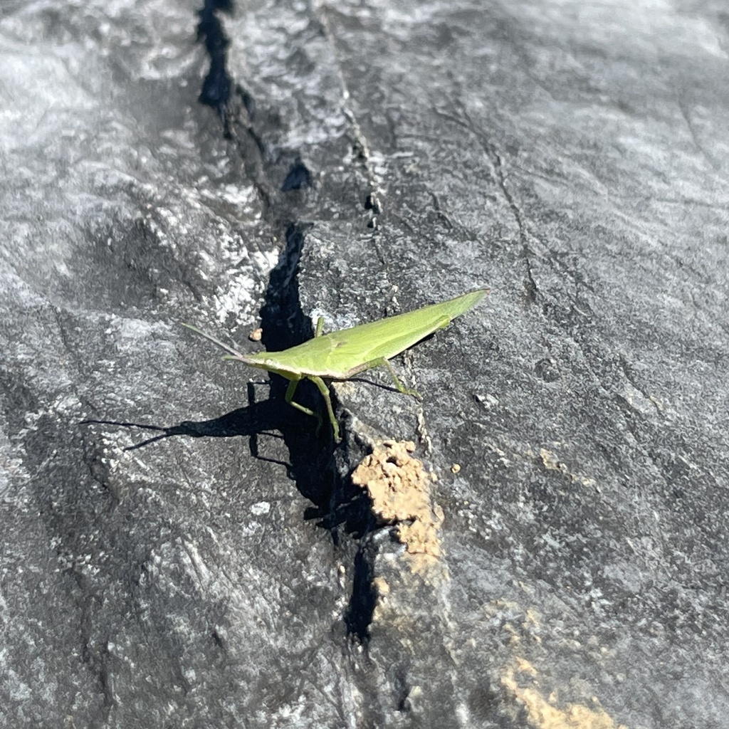 pinkwinged grasshopper