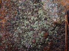 Lecanora polytropa