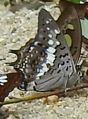 Charaxes solon
