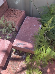 Cryptoblepharus buchananii