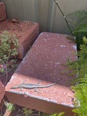 Cryptoblepharus buchananii