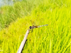 Trithemis pallidinervis