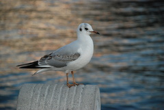 Chroicocephalus ridibundus