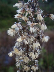 Solidago virgaurea