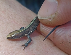 Pholidobolus vertebralis