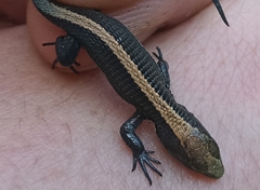 Pholidobolus vertebralis