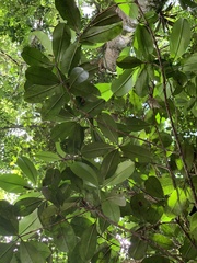 Eugenia brasiliensis