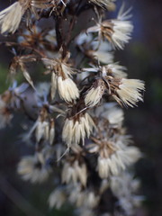 Solidago virgaurea