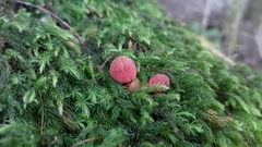 Balanophora yakushimensis