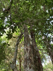 Eugenia brasiliensis