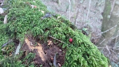 Balanophora yakushimensis