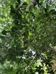 Eugenia brasiliensis