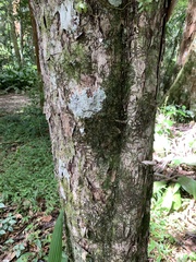 Eugenia brasiliensis