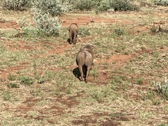 Phacochoerus africanus