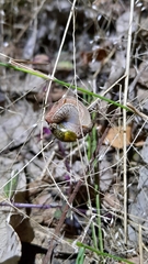 Stanisicarion freycineti