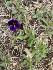 Aptosimum procumbens
