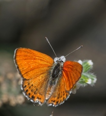 Lycaena thersamon
